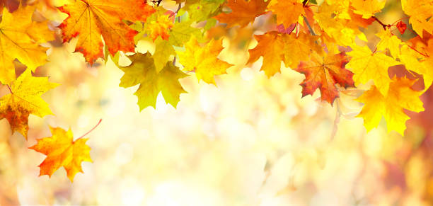 istock Beautiful autumn nature background. 1337692061