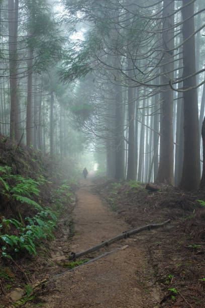 Hiking in Azores Hiking on Pico da Vara trail through subtropical forest on Sao Miguel island, Azores, Portugal on a misty morning cryptomeria stock pictures, royalty-free photos & images