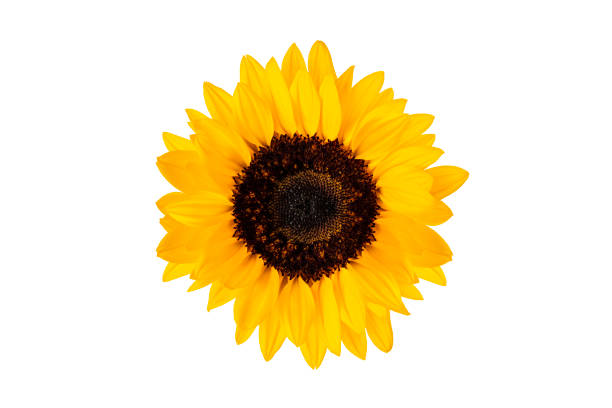 istock Sunflower head isolated on white background 1337692126