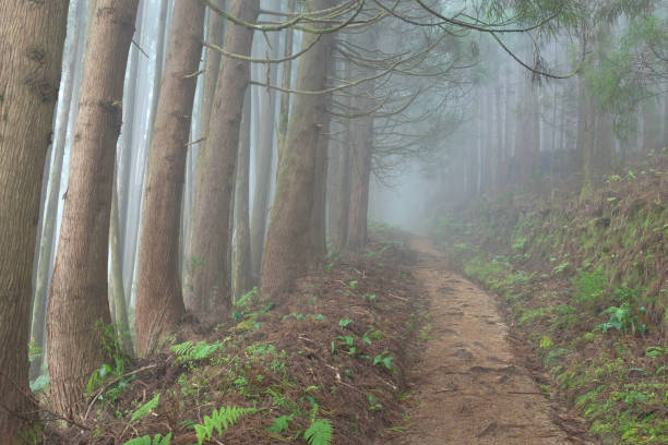 istock Hiking in Azores 1337692139