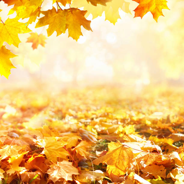 istock Autumn landscape with blurry defocused park in background. 1337693376