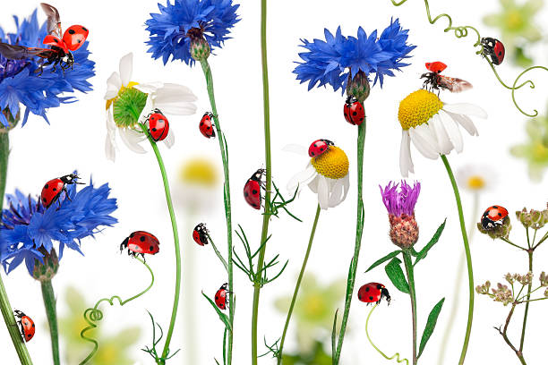 istock Seven-spot ladybugs on daisies, cornflowers and plants, white background. 133769421