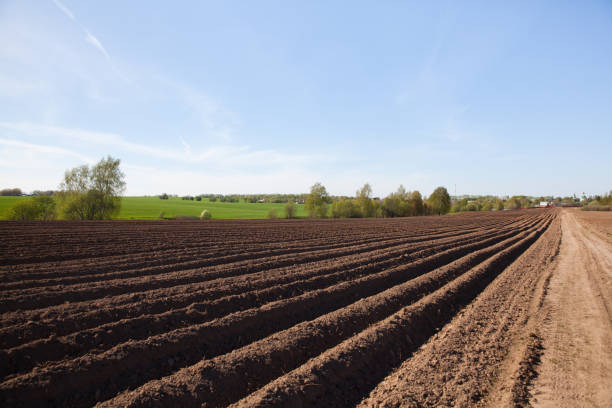 istock Furrows on a plowed field. Agricultural fields in Russia 1337694595