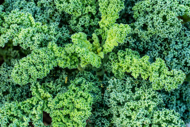 istock kale cabbage growing in the garden 1337694713