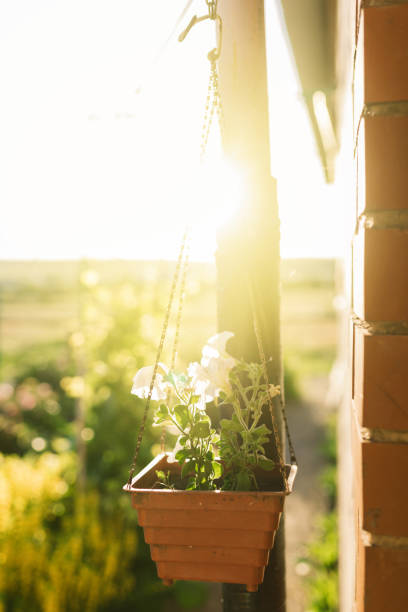 istock a flower in the rays of the setting sun 1337695030
