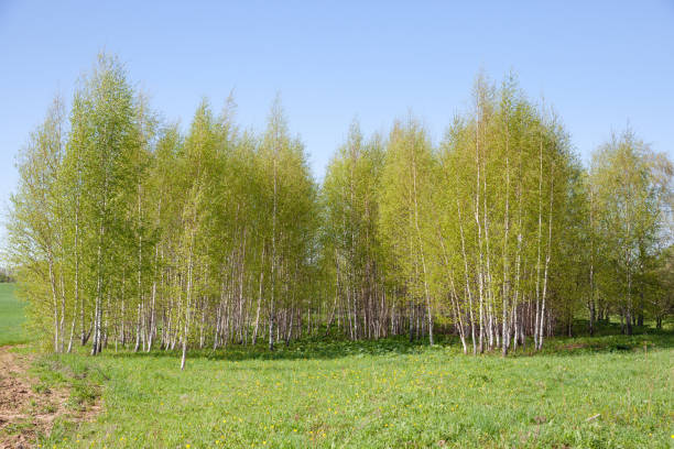 istock Blooming Birch tree in a sunny spring day. Young bright green leafs on birch tree branches close-up. White birch tree trunk and green leafs in focus on blurred background 1337695186