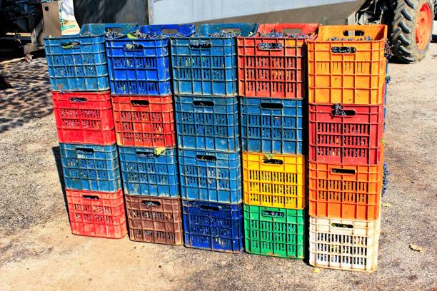 istock Grapes harvested in boxes at a factory 1337695242