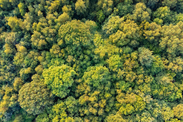 Top down aerial view of deciduous trees in forest in warm sunlight stock photo