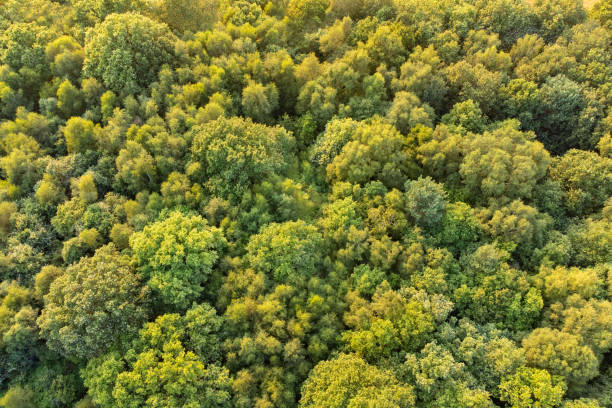 istock Top down aerial view of deciduous trees in forest in warm sunlight 1337695305