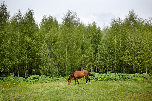 Close up image of a red bay horse grazing in summer pasture. The horse grazes in the spring.