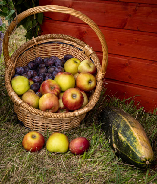 草の上に置かれた籐のバスケットにカラフルな果物(リンゴ、梅)。 - plum fruit basket wicker ストックフォトと画像