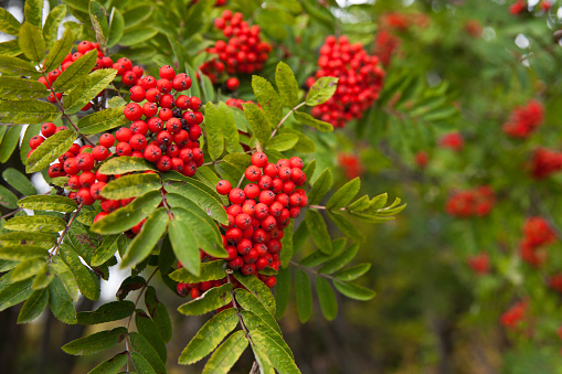 Rowan bunches on a branch. Ripe red berries. Wild berries on the tree.
