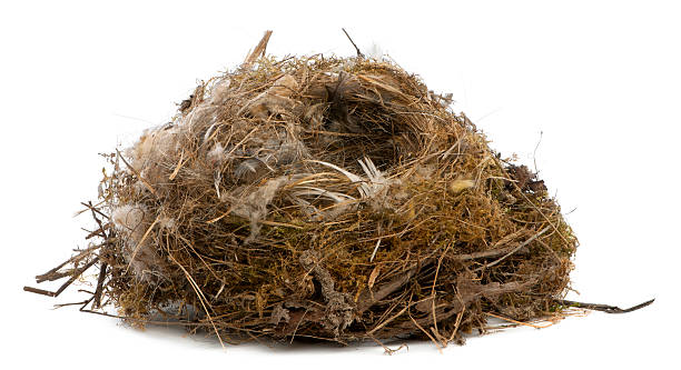 istock Nest of tit, white background. 133769793