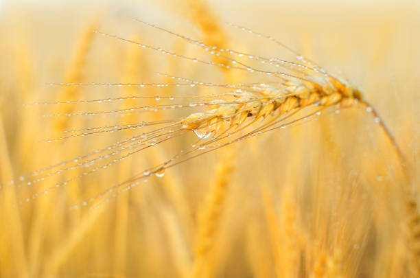 istock ripe golden wheat or rye ear with dew drops 1337698811