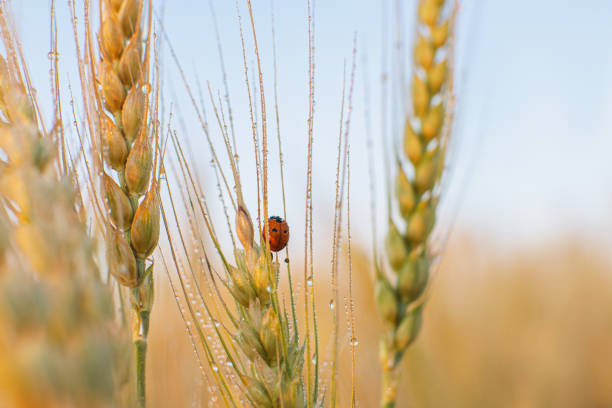 ladybug on wheat
