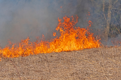 Roaring Flames in a Burning Prairie in Spring Valley Nature Center in Illinois