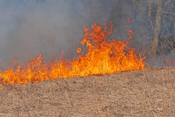 Roaring Flames in a Burning Prairie stock photo