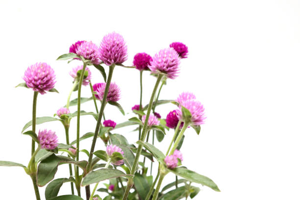 flower head of globe amaranth in a white background stock photo