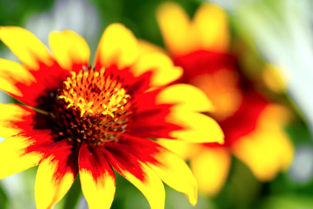 istock Rudbeckia hirta flowers in sunny summer day 1337703065