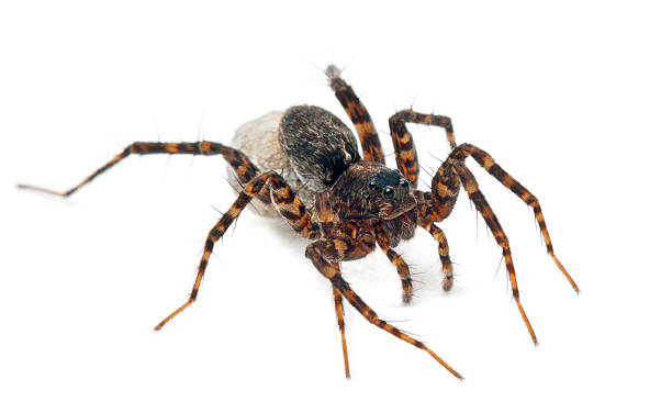 istock Female Pardosa lugubris carrying her egg-sac, white background. 133770364