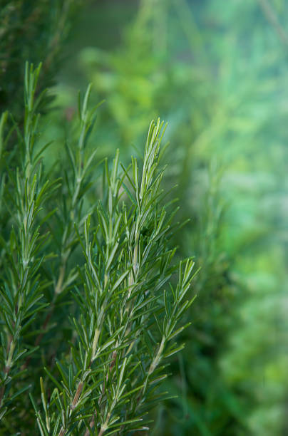 istock Fresh green rosemary bush in soft  summer light. 1337707550