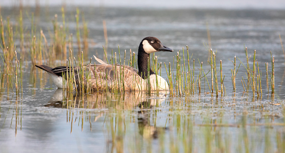 This Canadian goose was eating what was remaining in this lake.  It was performing some  \