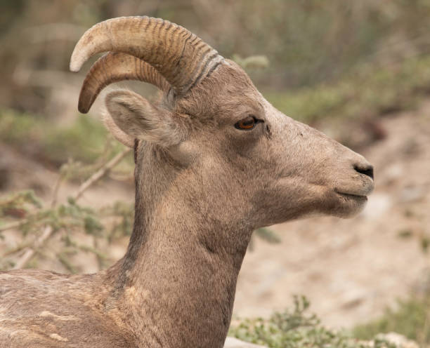 istock Young Goat on the side of the road 1337708228
