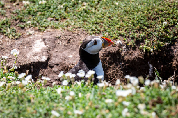istock A Puffin Leaving its Burrow 1337708962