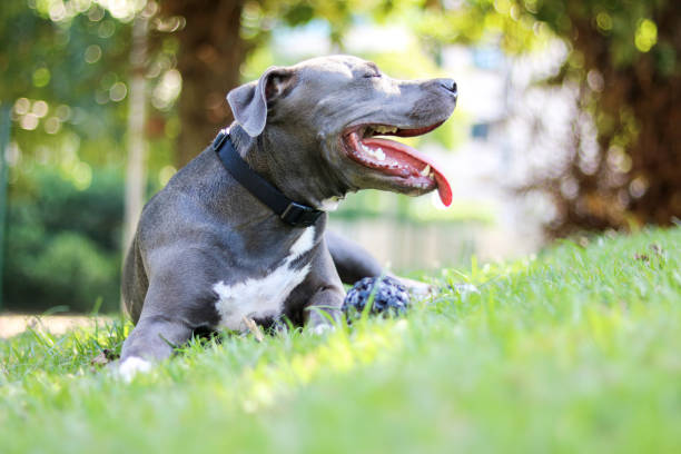 istock Pit bull puppy dog playing and having fun in the park. Selective focus. 1337709992