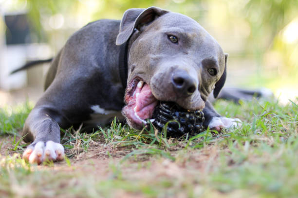 istock Pit bull puppy dog playing and having fun in the park. Selective focus. 1337710020