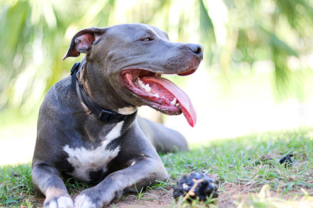 istock Pit bull puppy dog playing and having fun in the park. Selective focus. 1337710562