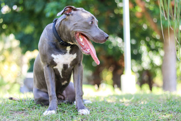 istock Pit bull puppy dog playing and having fun in the park. Selective focus. 1337710575