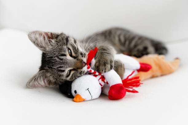 Tabby grey kitten plays with deer Christmas plush toy. Pet cat Christmas season. Winter holidays at home. Funny animal New Year stock photo