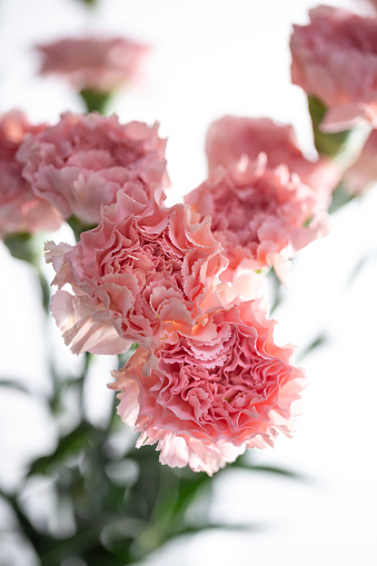 Pink carnations studio shot with white background