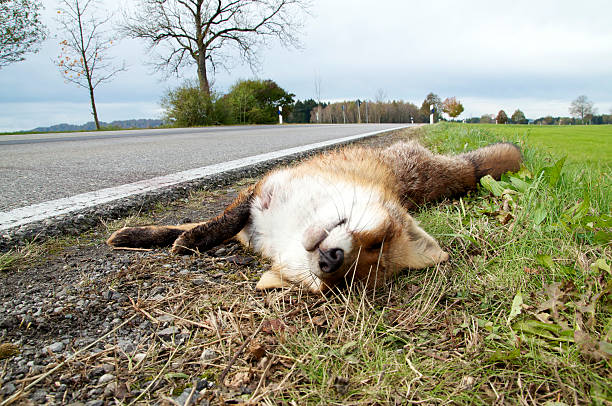 Roadkill Fox stock photo