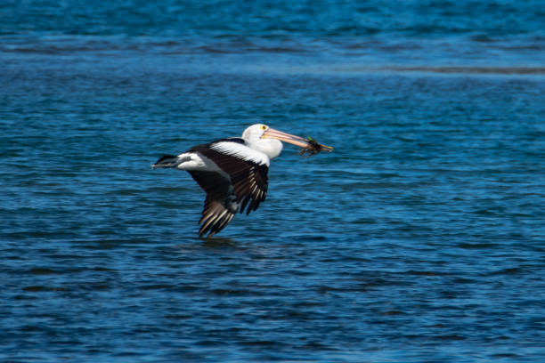 istock Pelican flying over the blue bay water 1337712550
