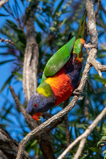 istock Rainbow Lorikeet enjoying the red bottlebrush flowers 1337713278