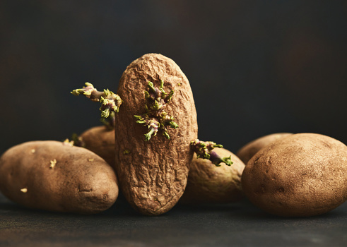 Still life image of sprouted potatoes that have an alien like appearance