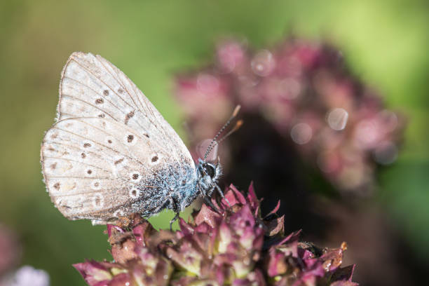 istock Butterfly on wild purple flowers 1337717992