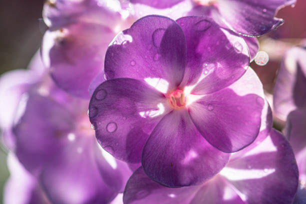 Blossoms background in spring