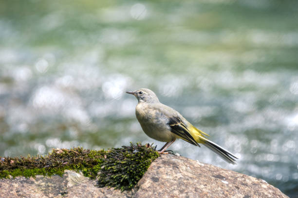 istock Bird (wagtail) on the riverbank 1337719758