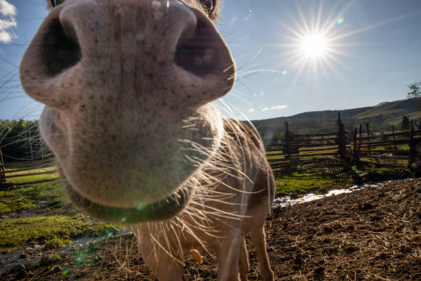 A donkey next to a wooden fence at a rural household in central Serbia.