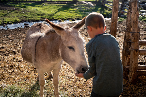 Young Boy on a Colorado ranch near telluride petting and feeding his small pet donkey grain