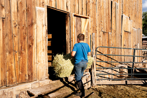 Twelve-year-old boy doing chores carrying a bale of hay into a barn on a ranch in the Rocky Mountains near Telluride Colorado