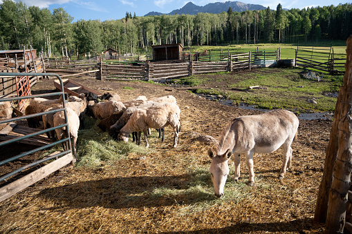 sheep and Donkey on a ranch at the foot of Wilson Mesa Colorado near Telluride in the summertime