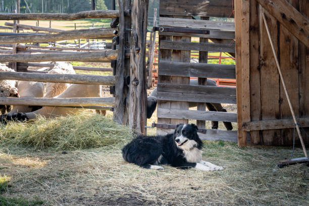 happy cow dog che giace vicino a un recinto in un ranch nel colorado occidentale vicino al monte wilson e telluride in estate - sheepdog foto e immagini stock