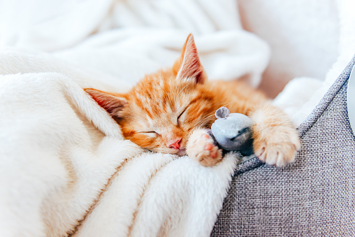 Cute little ginger kitten sleeps covered with cream soft blanket