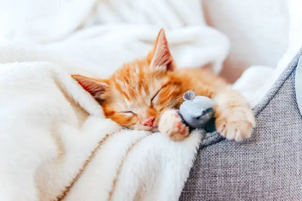 Photo of Cute ginger kitten sleeps