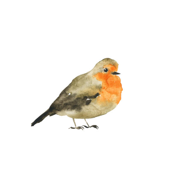 ein robin-vogel isoliert auf weißem hintergrund. aquarell handzeichnung illustration. aquarell im nassen stil. süßer wintergrauer und orangefarbener vogel. perfekt für print, karte, poster. - rotkehlchen stock-grafiken, -clipart, -cartoons und -symbole