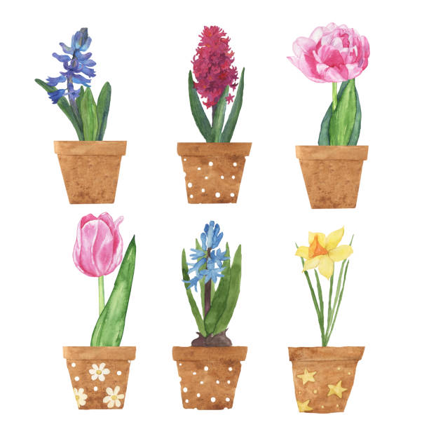 ilustrações, clipart, desenhos animados e ícones de flor de primavera em vaso isolado em fundo branco. ilustração de desenho manual aquarela. tulipa rosa, jacinto azul e rosa, daffodil amarelo. perfeito para impressão. clip art. - hyacinth flower vase daffodil